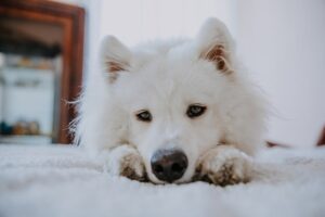 Common Health Issues in Samoyeds and How to Prevent Them