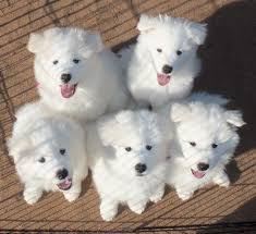 Finding Affordable Samoyed Puppies Under $1000