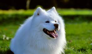 Fun Activities and Exercises for Samoyed