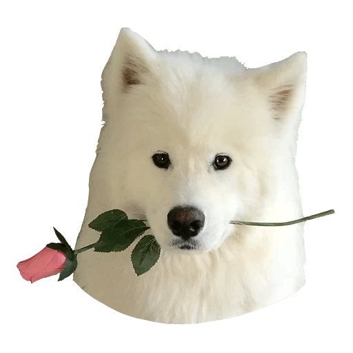 Certified samoyed breeder