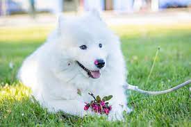 Samoyed Breeder Bay Area