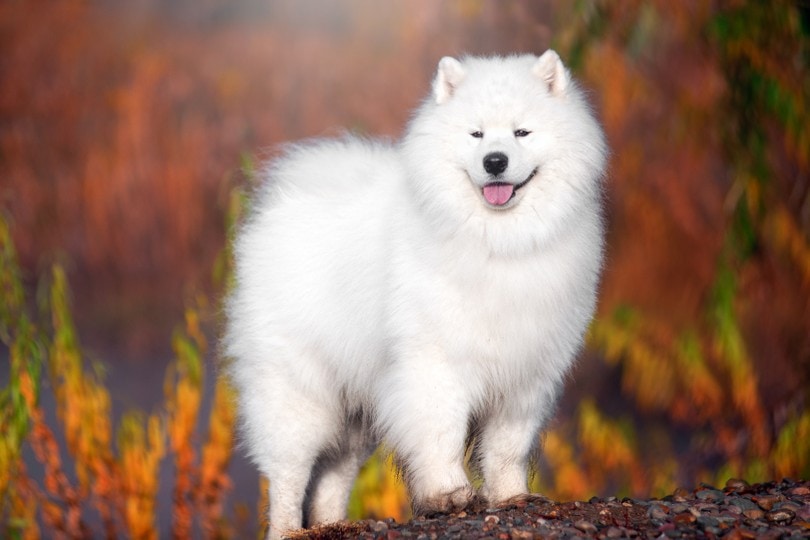 Samoyed Breeder California